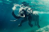 Water for elephants – 120cm x 80cm - Fotokunst op PlexiglasⓇ incl. certificaat & garantie.