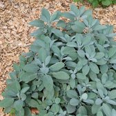 12 x Echte Salie - Kruidenplanten Tuinplant Winterhard - Salvia officinalis in 9x9cm pot met hoogte 5-10cm