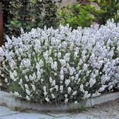 12 x Witte Lavendel - Vaste Planten - Tuinplanten Winterhard - Lavandula angustifolia Edelweiss in 9x9cm pot met hoogte 5-10cm
