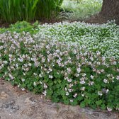 6 x Geranium x cantabrigiense Biokovo - Ooievaarsbek in 9x9cm pot met hoogte 5-10cm