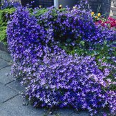 6 x Campanula Poscharskyana - Klokjesbloem in 9x9cm pot met hoogte 5-10cm