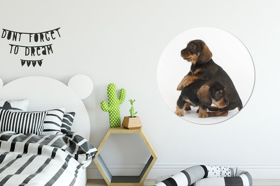Wall Circle - Wall Circle Indoor - Studio photo de deux adorables teckels - ⌀ 90 cm - Décoration murale - Peintures ronds