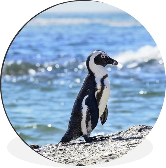 Wandcirkel - Muurcirkel - Pinguïn aan het water bij Boulders Beach - Aluminium - Dibond - ⌀ - Binnen en Buiten