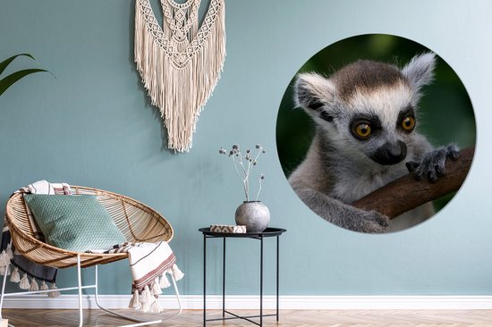 WallCircle - Wall Circle - Wall Circle Indoor - Animal - Branche - Lémurien à queue annelée - 150x150 cm - Décoration murale - Peintures Ronds
