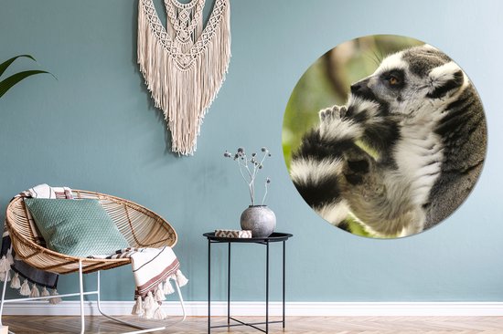 WallCircle - Wall Circle - Wall Circle Indoor - Singe - Animal - Lémurien à queue annelée - 150x150 cm - Décoration murale - Peintures Ronds
