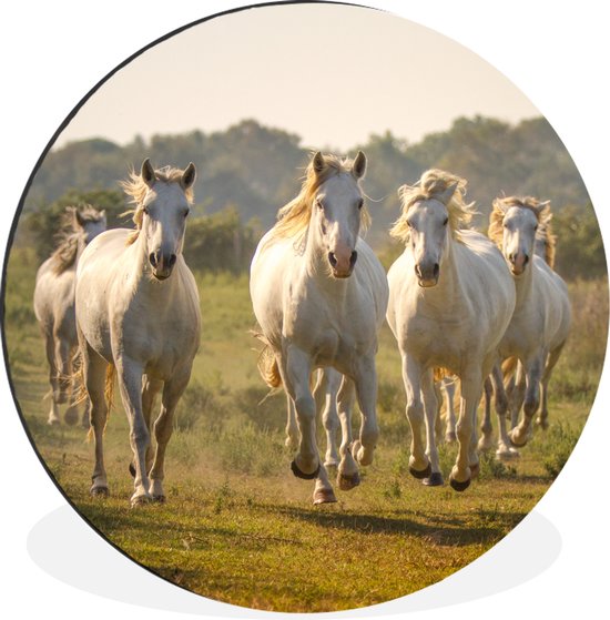 WallCircle - Wandcirkel - Muurcirkel - Galopperende witte paarden - Aluminium - Dibond - ⌀ 60 cm - Binnen en Buiten
