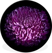 Les feuilles d'une fleur violette sur fond noir Cercle mural aluminium ⌀ 30 cm - impression photo sur cercle mural / cercle vivant / cercle de jardin (décoration murale)