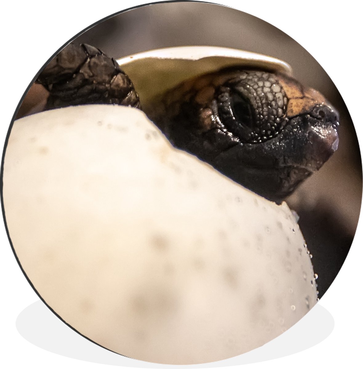 WallCircle - Wandcirkel - Muurcirkel - Schildpad - Baby - Ei - Aluminium - Dibond - 60x60 cm - Binnen en Buiten