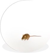 WallCircle - Wall Circle - Wall Circle Indoor - Souris - Animaux - Wit - 90x90 cm - Décoration murale - Peintures Ronds