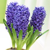 2x Hyacint - Hyacinthus 'Blue Pearl' - Blauw - ↑16-22cm Ø12cm