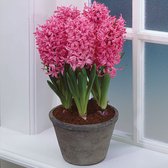 2x Hyacint - Hyacinthus 'Pink Pearl' - Roze - ↑16-22cm Ø12cm
