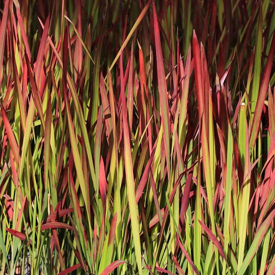 24. Japans bloedgras / Imperata cylindrica 'Red Baron' - Arnhems Labyrint 24. Japans bloedgras / Imperata cylindrica 'Red Baron' - Arnhems Labyrint