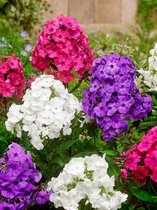 40x Vlambloem 'Phlox paniculata gemengd'  bloembollen met bloeigarantie