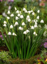 100x Bijgoed 'Leucojum aestivum'  bloembollen met bloeigarantie