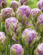 60x Tulpen 'Violet pranaa'  bloembollen met bloeigarantie