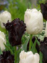 60x Tulpen 'Black & white parrot gemengd'  bloembollen met bloeigarantie