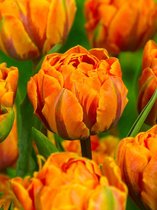 150x Tulpen 'Orange princess'  bloembollen met bloeigarantie