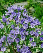 500x Triteleia 'Triteleia queen fabiola'  bloembollen met bloeigarantie