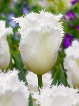 60x Tulpen 'Honeymoon'  bloembollen met bloeigarantie