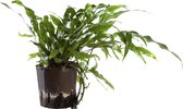 Plant in hydrocultuur systeem van Botanicly: Kangoeroevaren met weinig onderhoud – Hoogte: 30 cm – Microsorum Diversifolium