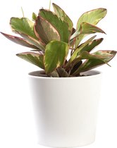 Plant in hydrocultuur systeem van Botanicly: Dwergpeper met weinig onderhoud – in wit kleurig hydrocultuur sierpot – Hoogte: 25 cm – Peperomia obtusifolia Jeli