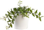 Plant in hydrocultuur systeem van Botanicly: Lippenstiftplant  met weinig onderhoud – in wit kleurig hydrocultuur sierpot – Hoogte: 5 cm – Aeschynanthus