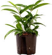 Plant in hydrocultuur systeem van Botanicly: Drakenboom met weinig onderhoud – Hoogte: 35 cm – Dracaena surculosa