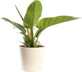 Plant in hydrocultuur systeem van Botanicly: Philodendron imperial Green met weinig onderhoud – in crème kleurig hydrocultuur sierpot – Hoogte: 25 cm