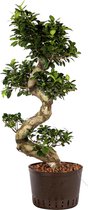 Plant in hydrocultuur systeem van Botanicly: Chinese Vijg met weinig onderhoud – Hoogte: 105 cm – Ficus microcarpa