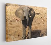 Canvas schilderij - African Elephant (Loxodonta africana), in the waterhole, Kruger National Park, South Africa  -     1560073985 - 115*75 Horizontal