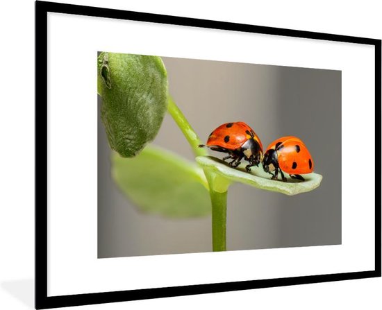 Fotolijst incl. Poster - Twee lieveheersbeestjes op blad - 120x80 cm - Posterlijst