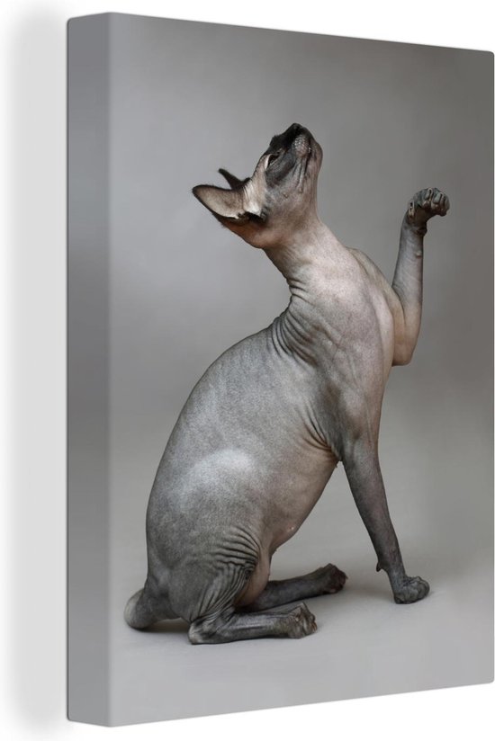 Canvas Schilderij Poserende Sphynx kat op een grijze achtergrond - 60x80 cm - Wanddecoratie
