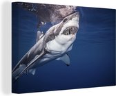 Toile de requin humain 120x80 cm - Tirage photo sur toile (Décoration murale salon / chambre) / Peintures sur toile Animaux
