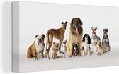 Canvas Schilderij Groepsportret van honden - 80x40 cm - Wanddecoratie