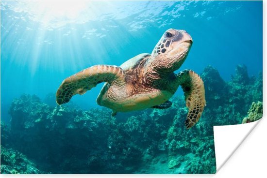 Zwemmende schildpad fotoafdruk Poster 90x60 cm - Foto print op Poster (wanddecoratie)