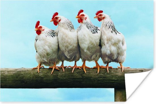 Poster Vier Kippen op stok - 30x20 cm