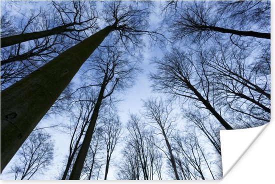 Beukenbos in de winter blauwe lucht Poster 90x60 cm - Foto print op Poster (wanddecoratie)
