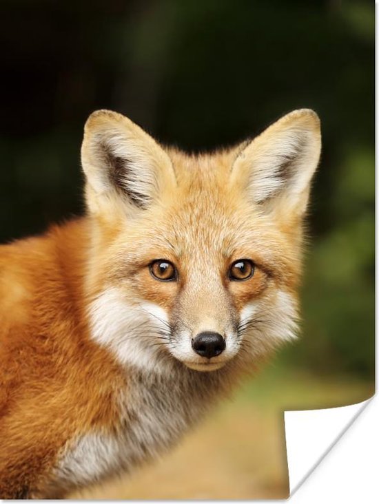 Poster Jeune renard roux 40x60 cm - Tirage photo sur Poster (décoration murale)
