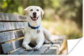 Poster Labrador Retriever op een bankje - 120x80 cm