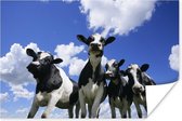 Vier Friese koeien onder een bewolkte hemel Poster 30x20 cm - klein - Foto print op Poster (wanddecoratie woonkamer / slaapkamer) / Boerderijdieren Poster