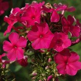 6x Phlox (P) ‘Tenor’ - Vlambloem - Pot 9x9 cm