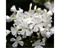 6x Phlox (D) ‘White Admiral’ - Vlambloem - Pot 9x9 cm