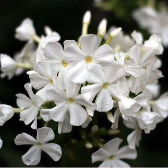 6x Phlox (D) ‘White Admiral’ - Vlambloem - Pot 9x9 cm