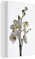 Canvas Schilderij Witte mot orchidee - 60x90 cm - Wanddecoratie