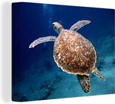 Canvas Schilderij Een zwemmende schildpad onder water - 80x60 cm - Wanddecoratie