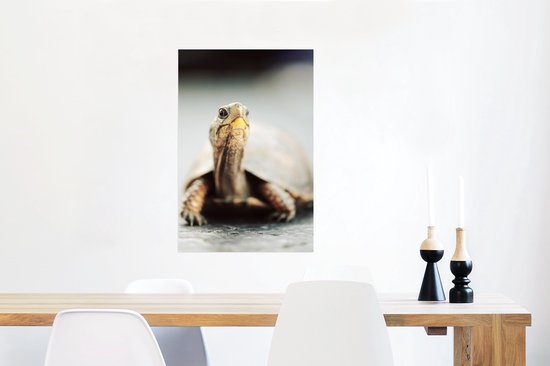 Affiche Gros plan d'une tortue terrestre - 40x60 cm