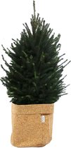 Hellogreen Kamerplant - Echte Kleine Kerstboom - Picea Glauca - 130 cm - Sizo bag Kurk