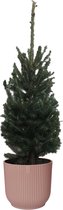 Hellogreen Kamerplant - Echte Kleine Kerstboom - Picea Glauca - 70 cm - ELHO Vibes Fold Rond Delicaat Roze