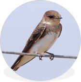 Vue de côté d'une assiette en plastique sand martin Wall circle ⌀ 120 cm - tirage photo sur cercle mural / cercle vivant (décoration murale) XXL / Groot format!