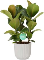 Ficus Cloe in ELHO Vibes (wit) – ↨ 60cm – ⌀ 22cm